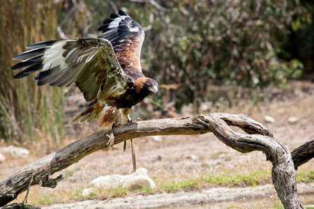 the black breasted buzzard is balancing on a logの写真素材