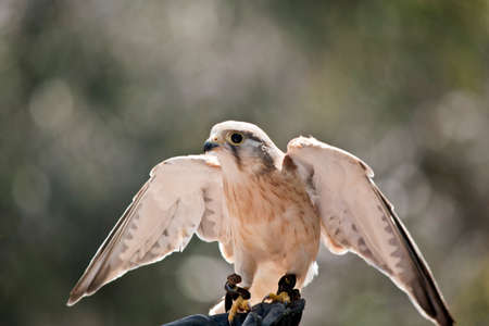 the Australian nankeen kestrel has its wing spread while perched on a gloveの写真素材