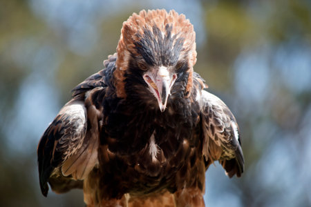 this is a close up of a  black breasted buzzard