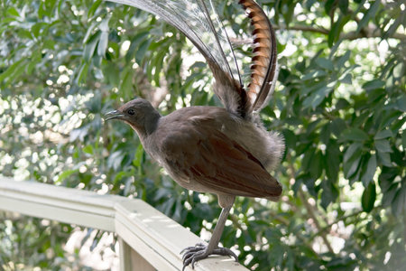 the lyre bird has its tail up to make him look larger to scare away preditors