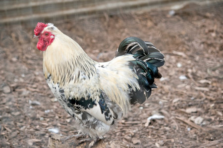 this is a side view of a rooster