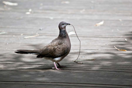 the spotted turtle dove has a piece of tree branch in his mouth, he will take it to his nestの写真素材