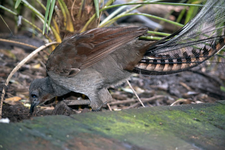 this is a close up of a lyre bird looking for food