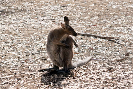 the male red necked wallaby is having a scratchの写真素材