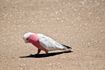 the galah is eating seeds off the ground