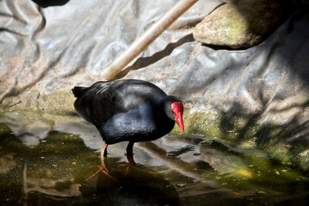 the purple swamp hen is wading through water looking for food