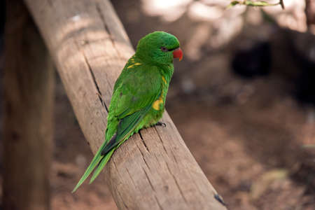 this is a side view of a scaly breasted lorikeetsの写真素材