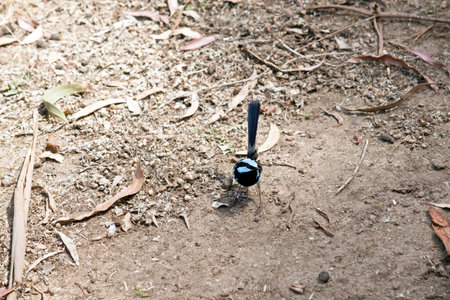 the splendid fairy wren has a long tail feathers