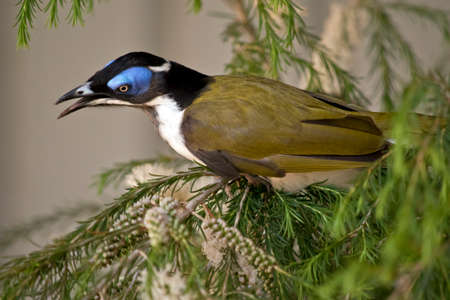 the blue faced honeyeater or banana bird is perched in a treeの写真素材