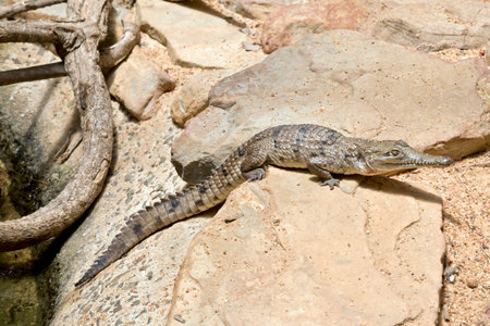 this is a side view of a fresh water crocodile