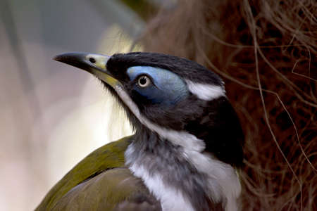 this is a close up of a blue faced honeyeater, banana birdの写真素材