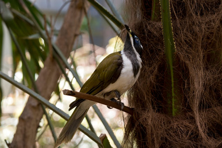 the blue faced honeyeater or banana bird is perched in a tree looking upwards