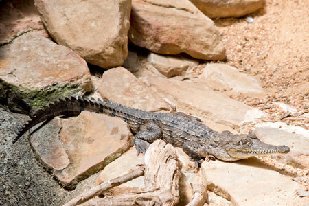 the fresh water crocodile is climbing over the rocks