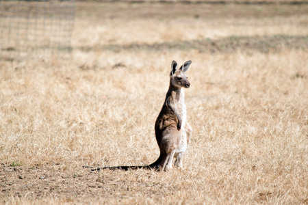 the joey Western grey kangaroo is in a paddock