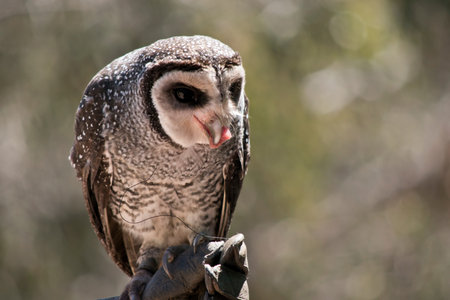the lesser sooty owl is eating meatの写真素材