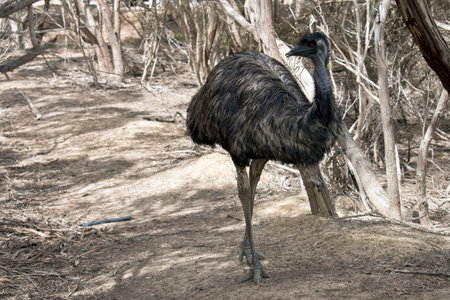 the Australian emu is a very tall bird with long plumage he only has 3 toes on each leg