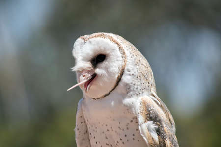 this is a close up of a lovely barn owl eating a ratの写真素材