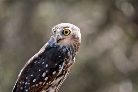 the barking owl is turning his head around he has big yellow eyesの写真素材