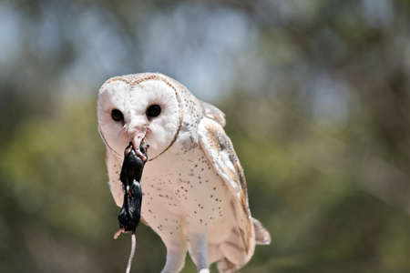 this is a close up of a lovely barn owl eating a ratの写真素材