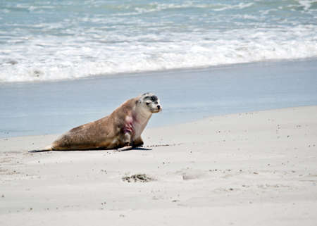 the sea lion has just come out of the water and is walking on the sand at Seal Bay, Australiaの写真素材