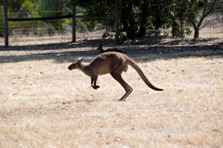 the western grey kangaroos is bounding across a paddock on Kangaroo Island, Australiaの写真素材