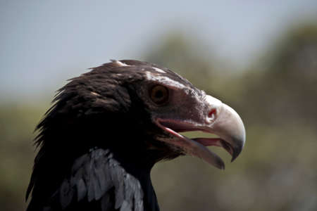 the is a side view of a wedge tailed eagleの写真素材