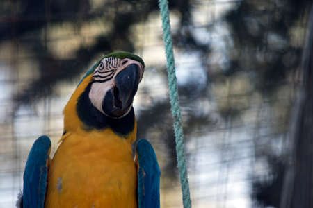 this is a close up of a blue and gold macawの写真素材