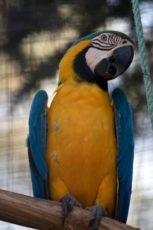 the blue and gold macaw is perched on a tree