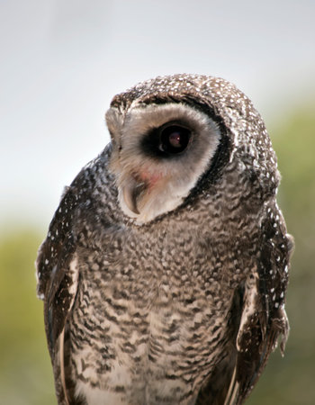 this is a close up of a masked owl on Kangaroo Island, Australia