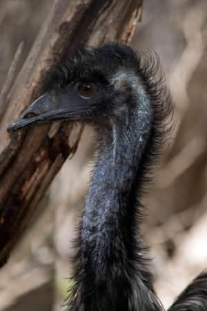 this is a close up of an Australian emu in South Australiaの写真素材