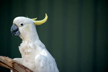 the sulphur crested cockatoo is talking he is a clever bird with a large vocabularyの写真素材