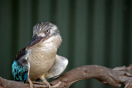 the blue winged kookaburra is perched on a treeの写真素材