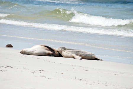 the sea lion is nursing her young pup on a beach at Seal Bayの写真素材