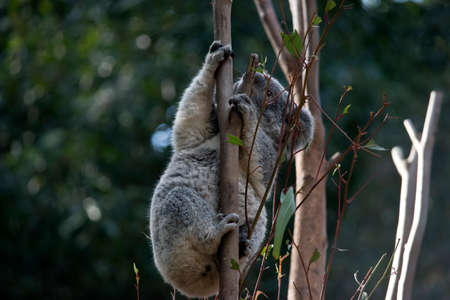 the joey koala is eating  eucalyptus leavesの写真素材