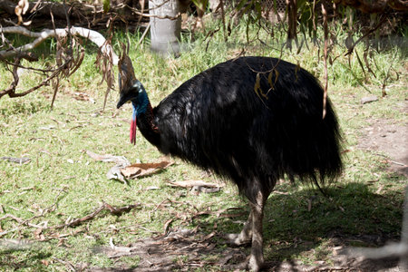 the  Australian cassowary is hiding under a tree in the shadowsの写真素材