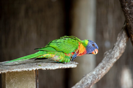 this is a side view of a rainbow lorikeet