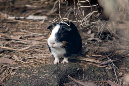 the Guinea pig is on a rock hiding under a bushの写真素材