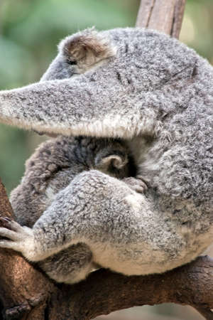 the mother koala is cuddling her young joey in the fork of a treeの写真素材