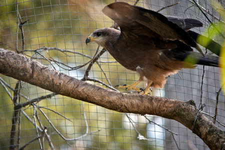 the black kite is about to take off and flyの写真素材