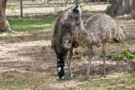 the Australian emus are eating grass and seeds