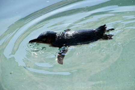 the fairy penguin is swimming in a pondの写真素材