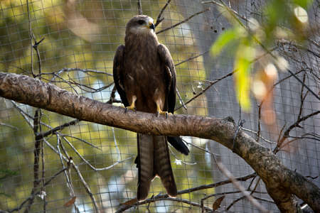 the black kite is perched on a tree branchの写真素材