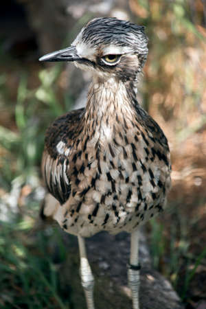 this is a close up of a bush stone curlewの写真素材
