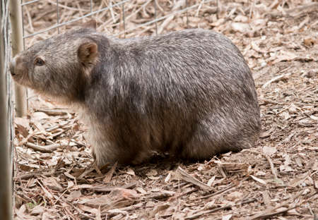 the common wombat is walking next to the fenceの写真素材