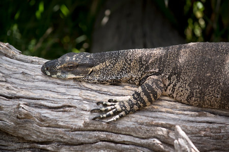 this is a close up of a lace lizard