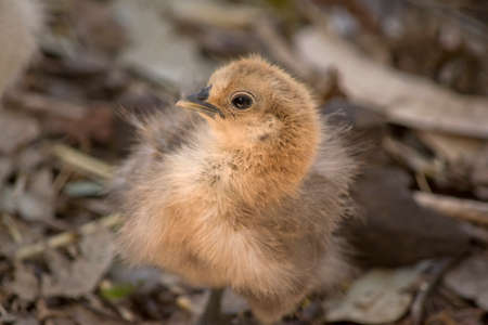 the young chick is walking over leavesの写真素材