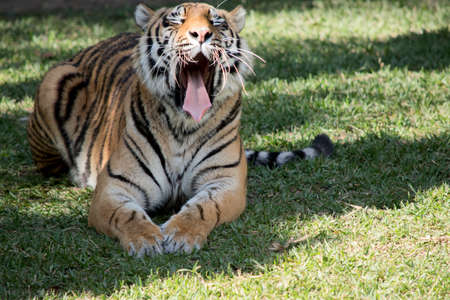 the tiger is making a load roar while resting on the grassの写真素材