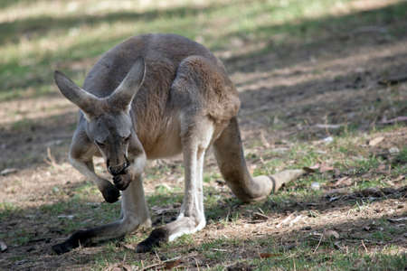 the young male  red kangaroo is cleaning himselfの写真素材