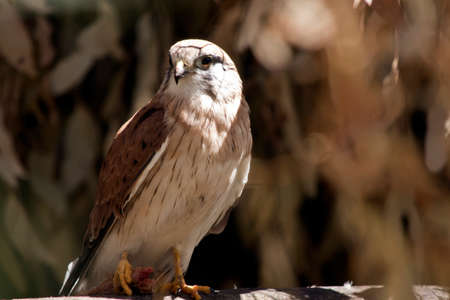 this is a close up of a nankeen Australia kestrelの写真素材