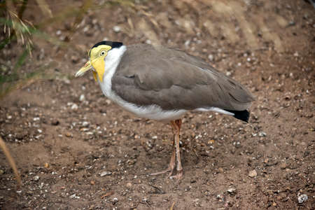 this is a side view of a masked lapwingの写真素材